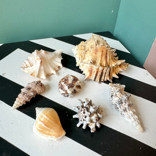 Set of 7 Vintage Natural Seashells