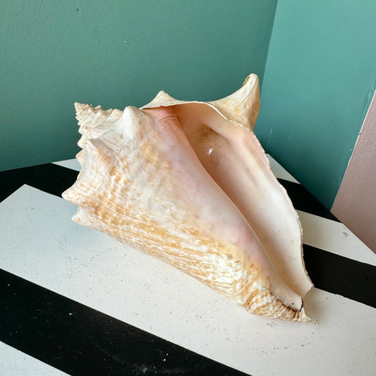 Vintage Natural Conch Shell