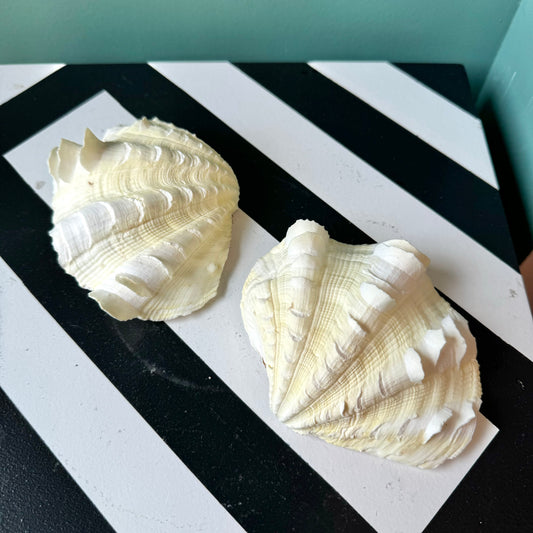 Pair of Decorative Genuine Large Ruffled Clam Shells