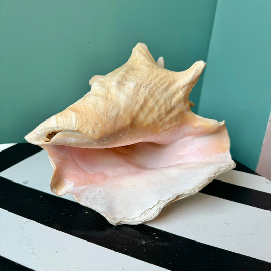 Vintage Natural Conch Shell