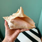 Vintage Natural Conch Shell