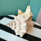 Vintage Natural Conch Shell