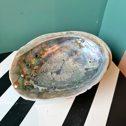 Large Mid Century Natural Abalone Shell