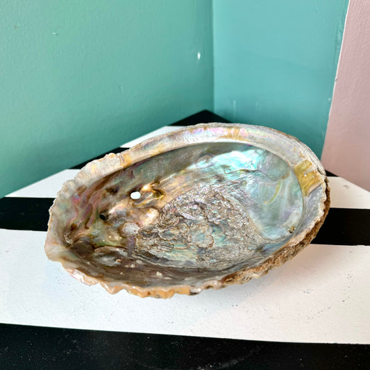 Mid Century Natural Abalone Shell Catchall Bowl